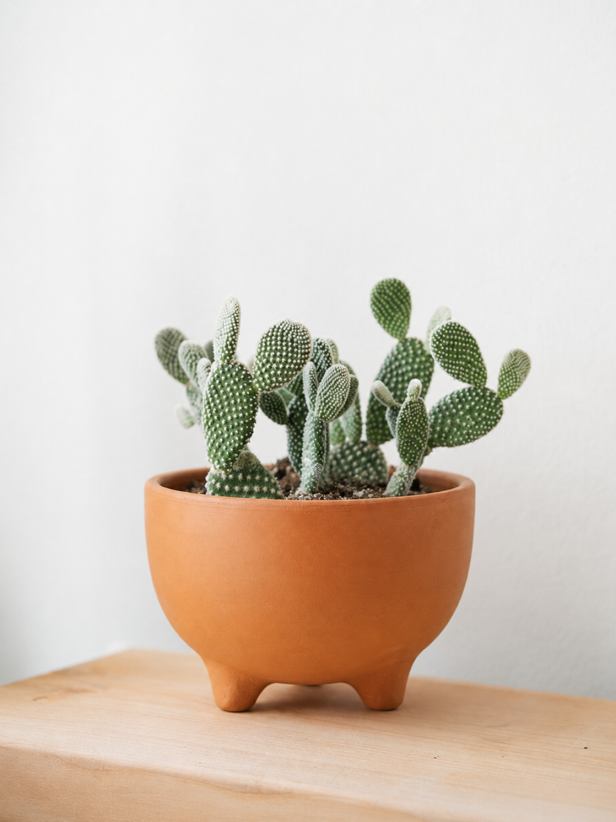 Terracotta Footed Planter
